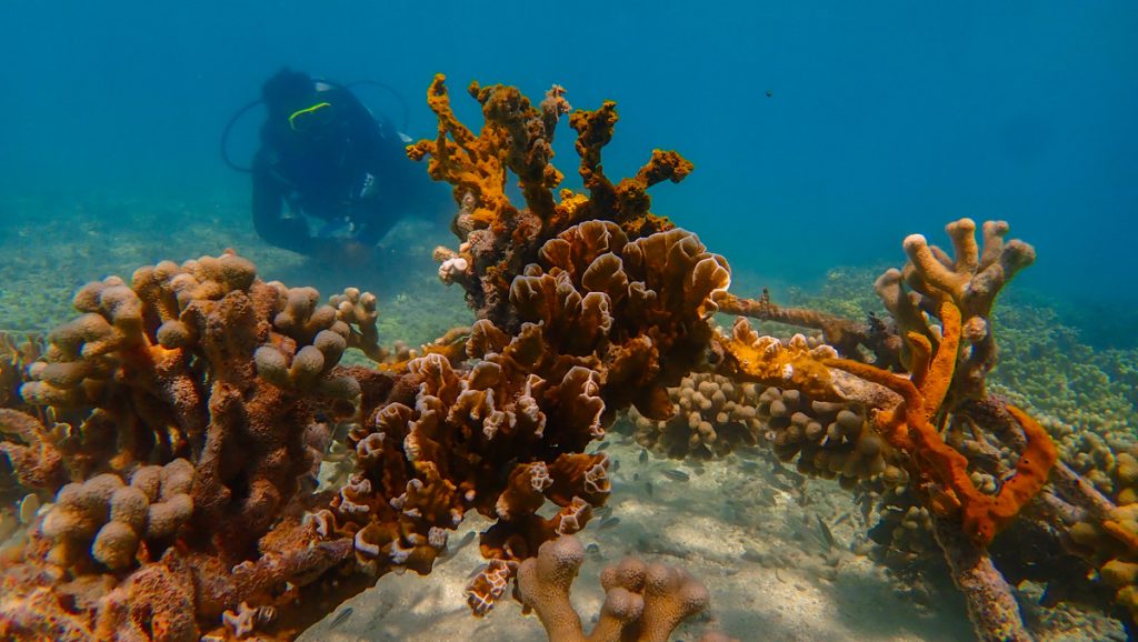Un millon de recuerdos Corales de Paz Buceo con Proposito